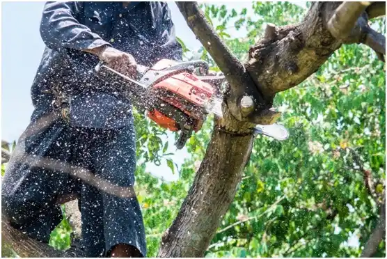 tree services Laurel
